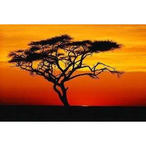  Acacia Tree at Sunset   72W x 48H   Peel and Stick Wall 