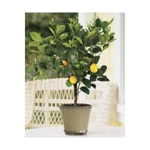  4 5 Year Old Improved Meyer Lemon Tree in Growers Pot, 3 