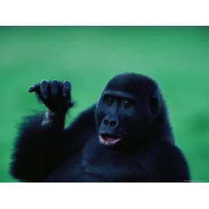  Young Gorilla with an Injured Wrist Appears to Wave at the 