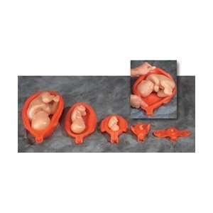 Uterus With Fetus Model Set  Industrial & Scientific