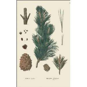  Reprint Pinus cembra 1784 1788