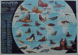  out poster map of pinnipeds around the world, picturing seal lions 