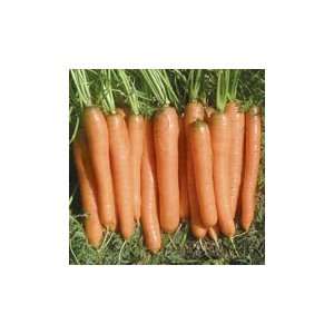  Yaya F 1 Carrot   500,000 Seeds Patio, Lawn & Garden
