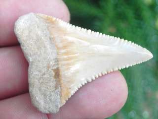 1a Fossil Chilean Great White Sharks Tooth VERY COOL FOSSIL CHILEAN 
