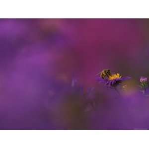  Honeybee Pollinating New England Aster Blossom, Michigan, USA 