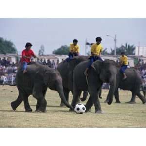  Elephants Playing Football, Elephant Round Up Festival 