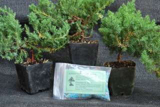 Japan Juniper BONSAI Tree Combo Set w/ Fertilizer   