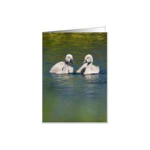 Cute Baby Swans Birthday Wishes Card