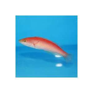   ceracinus Smalltail Pencil Wrasse   Pink Phase