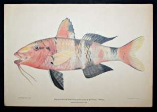 Hawaiian Island Fish Lot of 2 Original Color Lithographs Julius Bien 
