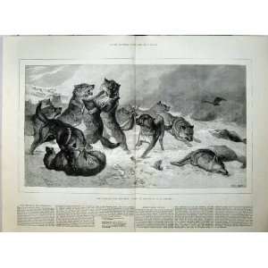  1880 Wolves Fighting Nature Wild Animals Goddard Print 
