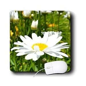  Patricia Sanders Flowers   Summer Daisy   Mouse Pads 