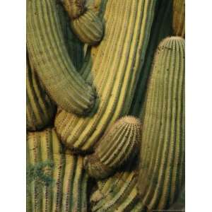 Close View of the Intermingled Branches of a Saguaro Cactus National 