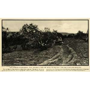  1932 Print Tree Fruit Surplus Plum California Farming 