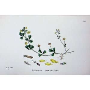 Botany Plants C1902 Lesser Yellow Trefoil Trifolium