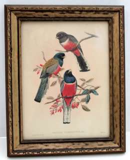 BIRD GLASS WOOD FRAME PRINT J. GOULD & W. HART 1800s  