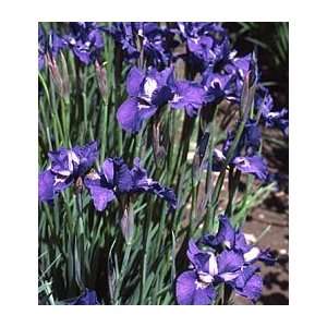  Iris sibirica Dewful Patio, Lawn & Garden
