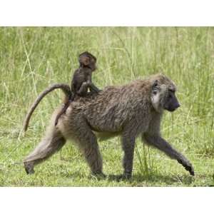  Olive Baboon Infant Riding on its Mothers Back, Serengeti 