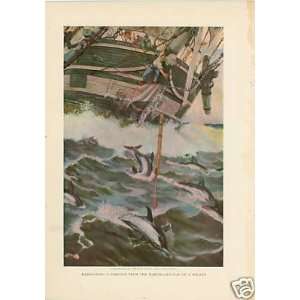   1906 Print Harpooning A Porpoise by Clifford W Ashley 