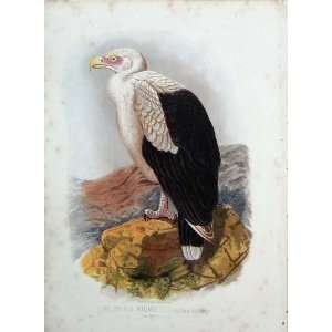  CassellS Birds C1870 Angola Vuliure Angolensis Colour 