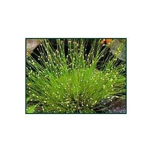    25 Fiber Optic Ornamental Grass Seeds Patio, Lawn & Garden
