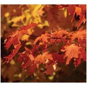  Outdoor Tree, Canadian Sugar Maple Gift, Start Your Tree 