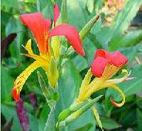 WILD Canna indica Indian Shot exotic red & yellow seeds  