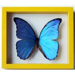  Blue Morpho Butterfly Didius Mounted in Yellow Frame 