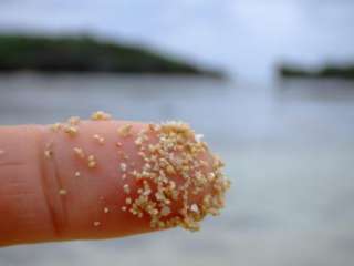 Twinke Sea Ocean Little Star Shell Sands Gift Bottle  