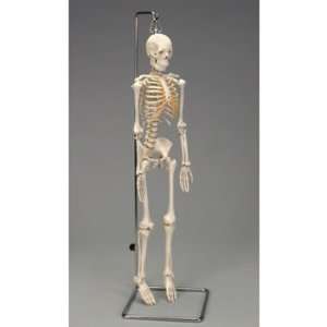 Altay Miniature Skeleton  Industrial & Scientific