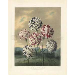  Thorntons Temple of Flora, Plate 7, A Group of Carnations 