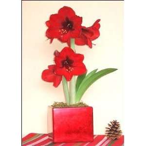  Amaryllis Red Lion in a Luminous Red Square Patio, Lawn 