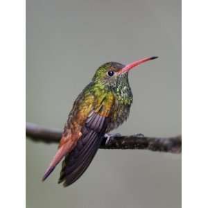 Close Up of Rufous Tailed Hummingbird, Tandayapa Bird Lodge, Ecuador 