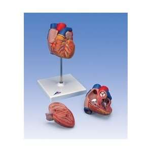  Life size Human Heart Model 2 Part