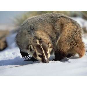  American Badger (Taxidea Taxus) Colorado Photographic 