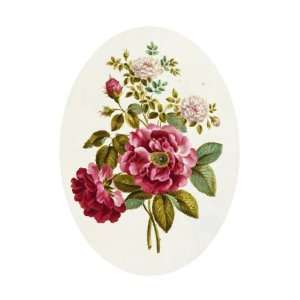  Damask Rose, Collection of Flowers Drawn and Disposed in 