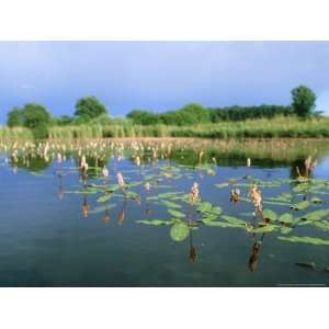  Amphibious Bistort in Pond, Bavaria Giclee Poster Print 