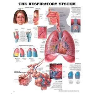 Anatomical Charts   Respiratory System  Industrial 