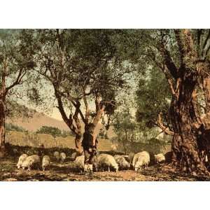 Vintage Travel Poster   Shephard tending sheep in olive grove Mentone 