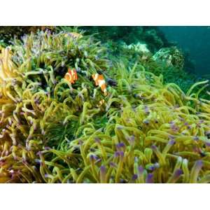  False Clown Anemonefish in Sea Anemone, Malapascua Island 