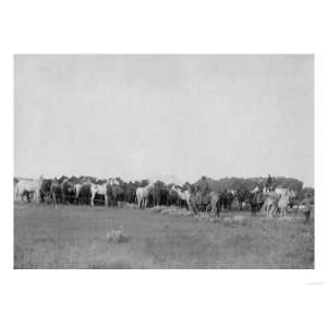  Horses Rounded up by Cowboys Photograph   South Dakota 