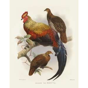  Daniel Giraud Elliots Pheasants (Phasianidae) 2 034 Gallus 