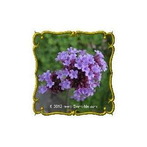  Purpletop Vervain   Jumbo Wildflower Seed Packet (2000 