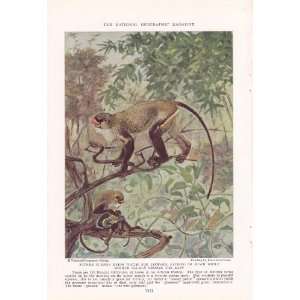   Guenons   Cheverlange Vintage Monkey & Ape Print 