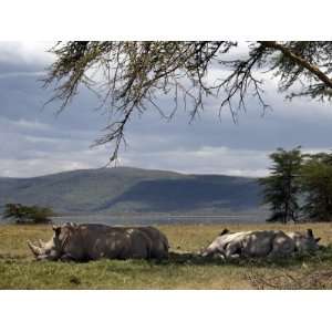 Rhinos Rest under the Shade of a Tree in Lake Nakuru National Park 