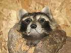 Raccoon In a log Coon Head Taxidermy Real Fur Hide Fox