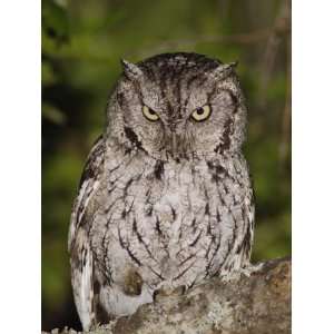 Eastern Screech Owl Adult at Night, Texas, Usa, April 2006 Premium 