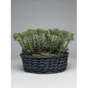 Close Up of a Propeller Plant Growing in a Wicker Basket (Crassula 