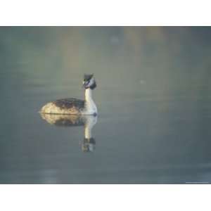  Great Crested Grebe in Breeding Plumage in Morning Mist 