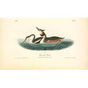   John James Audubon   24 x 14 inches   Crested Grebe